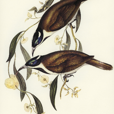 Store intérieur Oiseaux sur un arbre