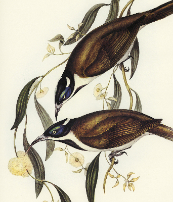 Store intérieur Oiseaux sur un arbre