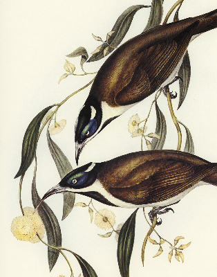 Store intérieur Oiseaux sur un arbre