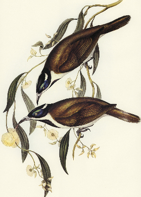 Store intérieur Oiseaux sur un arbre