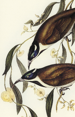 Store intérieur Oiseaux sur un arbre