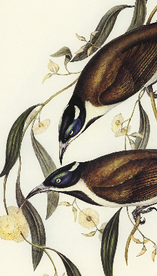 Store intérieur Oiseaux sur un arbre