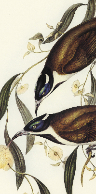 Store intérieur Oiseaux sur un arbre