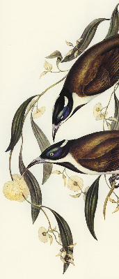 Store intérieur Oiseaux sur un arbre