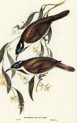 Store intérieur Oiseaux sur un arbre