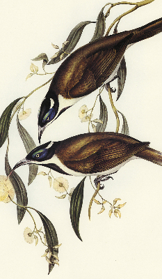 Store intérieur Oiseaux sur un arbre