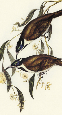 Store intérieur Oiseaux sur un arbre