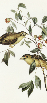 Store enrouleur Oiseaux sur un arbre