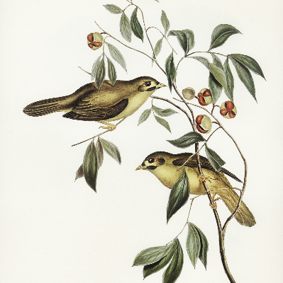 Store enrouleur Oiseaux sur un arbre