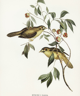 Store enrouleur Oiseaux sur un arbre