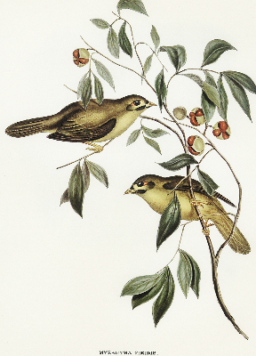 Store enrouleur Oiseaux sur un arbre