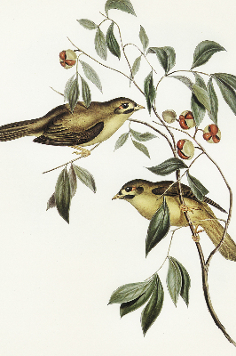 Store enrouleur Oiseaux sur un arbre