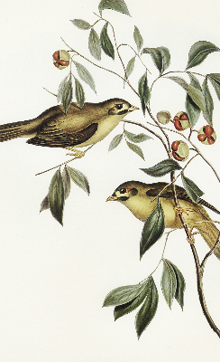Store enrouleur Oiseaux sur un arbre
