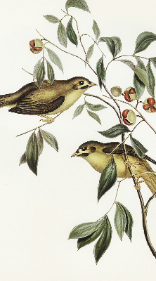 Store enrouleur Oiseaux sur un arbre
