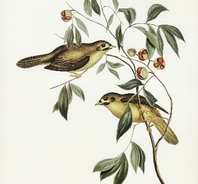 Store enrouleur Oiseaux sur un arbre