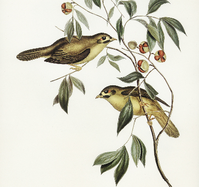 Store enrouleur Oiseaux sur un arbre