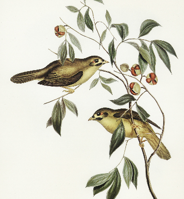 Store enrouleur Oiseaux sur un arbre