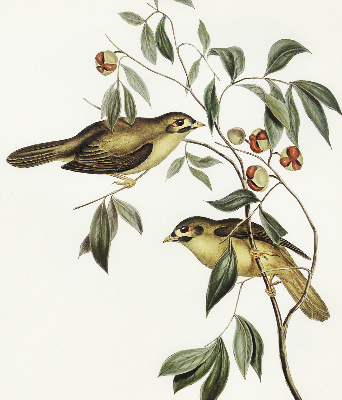 Store enrouleur Oiseaux sur un arbre