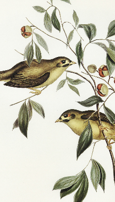 Store enrouleur Oiseaux sur un arbre