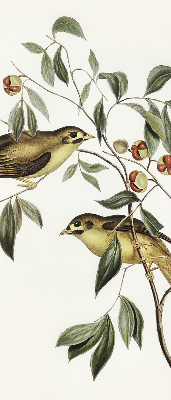 Store enrouleur Oiseaux sur un arbre