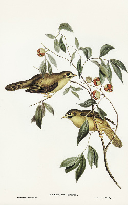 Store enrouleur Oiseaux sur un arbre