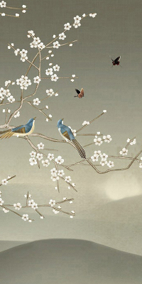 Store intérieur Oiseaux sur une branche