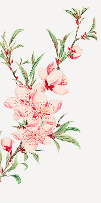 Store enrouleur Fleur rose