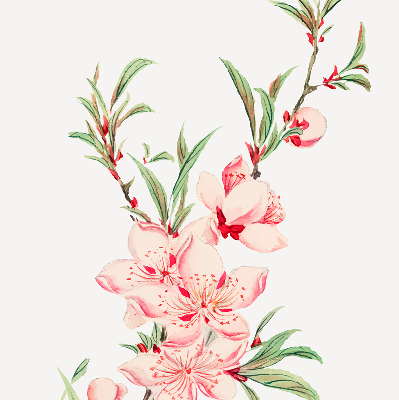 Store enrouleur Fleur rose