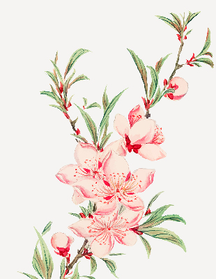 Store enrouleur Fleur rose