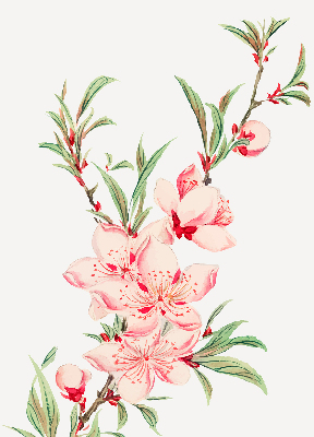 Store enrouleur Fleur rose