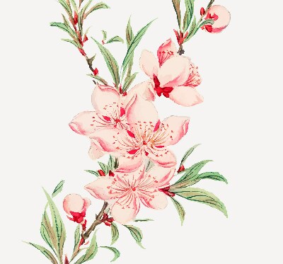 Store enrouleur Fleur rose