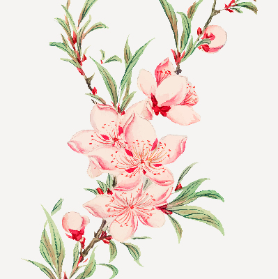 Store enrouleur Fleur rose