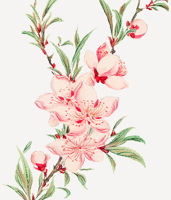 Store enrouleur Fleur rose