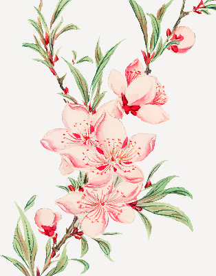 Store enrouleur Fleur rose