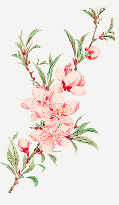 Store enrouleur Fleur rose