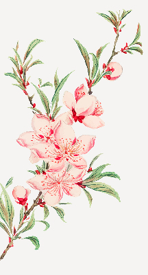 Store enrouleur Fleur rose