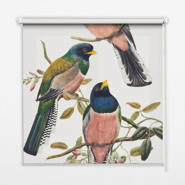 Store intérieur Oiseaux sur les branches