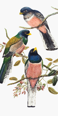 Store intérieur Oiseaux sur les branches