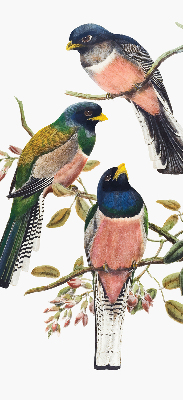 Store intérieur Oiseaux sur les branches