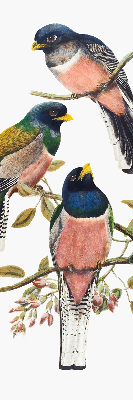 Store intérieur Oiseaux sur les branches