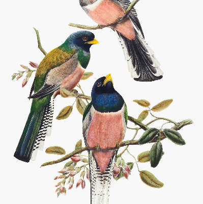 Store intérieur Oiseaux sur les branches