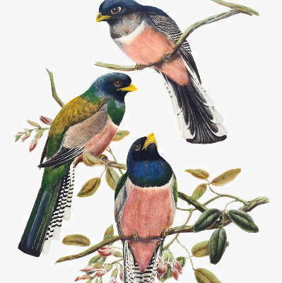 Store intérieur Oiseaux sur les branches