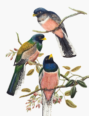 Store intérieur Oiseaux sur les branches