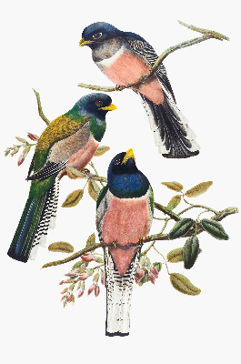 Store intérieur Oiseaux sur les branches