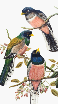 Store intérieur Oiseaux sur les branches