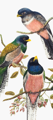 Store intérieur Oiseaux sur les branches