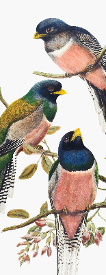 Store intérieur Oiseaux sur les branches