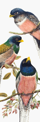 Store intérieur Oiseaux sur les branches