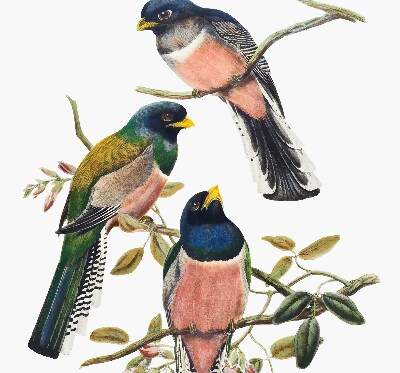 Store intérieur Oiseaux sur les branches