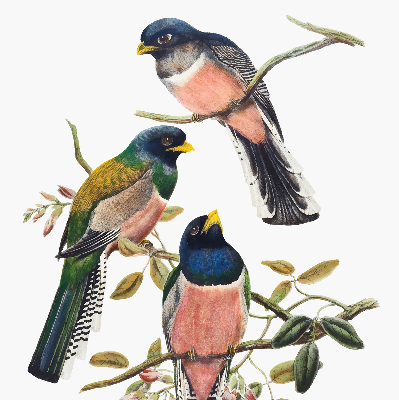 Store intérieur Oiseaux sur les branches